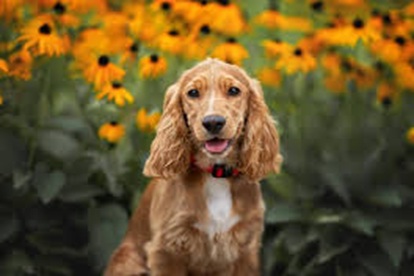 cocker spaniel